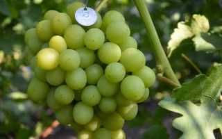 Виноград сорт Нельсон: описание, правила выращивания, отзывы садоводов