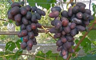 Виноград сорт Алвика: описание, особенности выращивания, отзывы садоводов