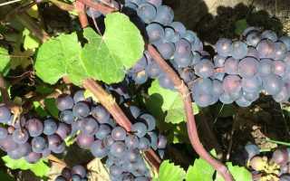 Виноград Фиолетовый ранний: описание сорта, фото, отзывы садоводов