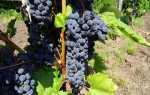 Виноград сорт Фронтиньяк: описание, правила посадки и способы ухода