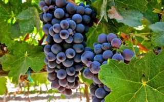 Виноград Барбера: описание, посадка, уход, отзывы и видео садоводов