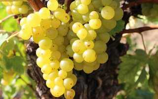 Виноград Кокур белый: характеристика, правила посадки и способы ухода
