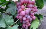 Виноград Ред Глоб: описание сорта, выращивание, отзывы садоводов