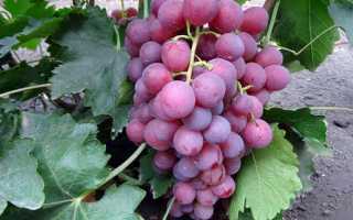 Виноград Ред Глоб: описание сорта, выращивание, отзывы садоводов