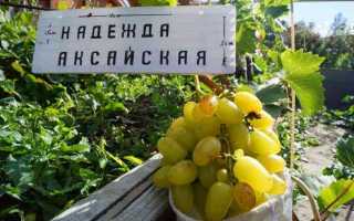 Виноград сорт Надежда Аксайская: характеристика, правила выращивания, отзывы садоводов