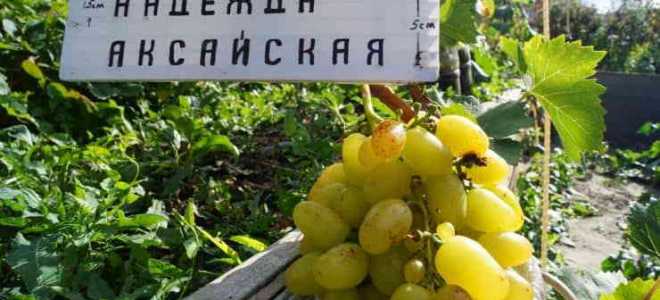 Виноград сорт Надежда Аксайская: характеристика, правила выращивания, отзывы садоводов