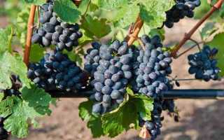 Виноград сорт Башкирский: описание, правила выращивания, отзывы садоводов