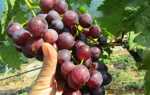 Виноград Жизель: описание сорта, посадка, уход, отзывы садоводов