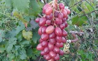 Виноград Софа: описание сорта, выращивание, отзывы садоводов
