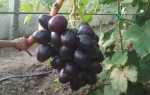 Виноград Дамасская красавица: описание, правила выращивания, отзывы садоводов