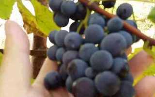 Виноград Буффало: описание сорта, фото, видео, отзывы садоводов