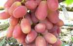 Виноград Потомок Ризамата: характеристика, правила выращивания, отзывы садоводов
