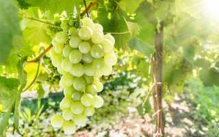 Виноград сорт Аркадия: описание, правила выращивания, отзывы садоводов