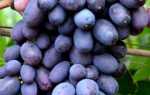 Виноград Брависсимо: характеристика, правила выращивания, отзывы и видео