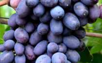 Виноград Брависсимо: характеристика, правила выращивания, отзывы и видео