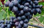 Виноград Торнадо: характеристика, правила выращивания, отзывы садоводов