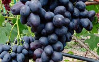Виноград Торнадо: характеристика, правила выращивания, отзывы садоводов