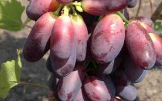 Виноград Красава: описание, правила выращивания, отзывы садоводов