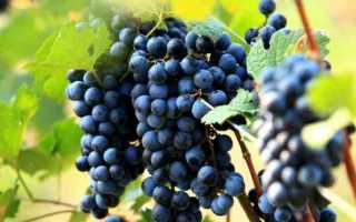 Виноград Фараон: характеристика, особенности выращивания, отзывы и видео