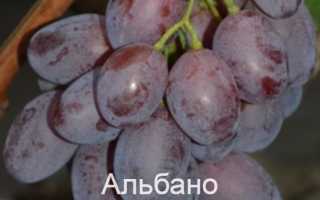 Виноград Альбано: описание сорта, фото, видео, отзывы