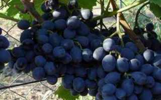Виноград Гала: описание сорта, фото, видео, отзывы садоводов