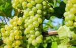 Виноград сорт Прима Украины: описание, правила и особенности выращивания