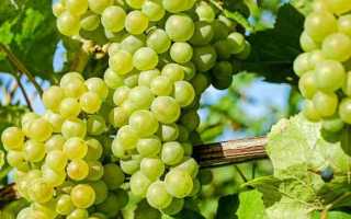 Виноград сорт Прима Украины: описание, правила и особенности выращивания