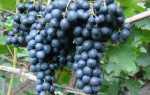 Виноград Первенец Амура: описание сорта, правила выращивания, отзывы садоводов