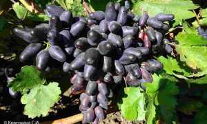 Виноград сорт Сувенир: описание, правила выращивания, отзывы садоводов