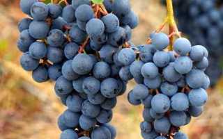 Виноград сорт Агат Донской: описание, правила выращивания, отзывы садоводов