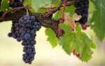 Виноград Куанье: характеристика, правила посадки и способы ухода