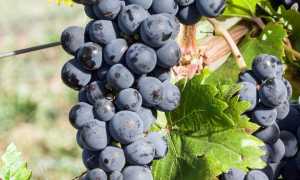 Виноград Каберне Северный: описание сорта, выращивание, фото и видео