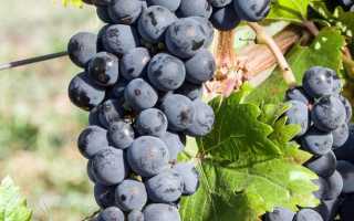 Виноград Каберне Северный: описание сорта, выращивание, фото и видео