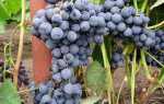 Виноград Симоне: описание сорта, фото, отзывы садоводов