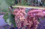 Виноград Румба — основные характеристики и правила выращивания сорта