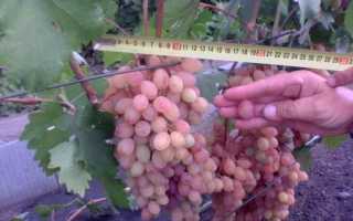 Виноград Румба — основные характеристики и правила выращивания сорта
