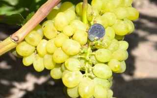 Виноград Валек: характеристика, правила выращивания, отзывы садоводов