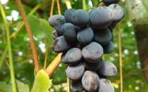 Виноград Ютал: характеристика и особенности выращивания сорта