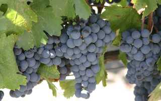 Виноград Мальбек: характеристика сорта, правила посадки и способы ухода