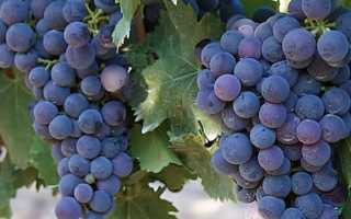 Виноград Неро: описание сорта, посадка, уход, отзывы садоводов