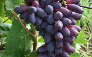 Виноград сорт Яся: описание, правила выращивания, отзывы садоводов