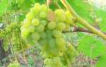 Виноград сорт Светлана: описание, правила выращивания, отзывы садоводов