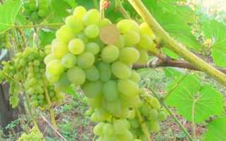 Виноград сорт Светлана: описание, правила выращивания, отзывы садоводов