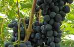 Виноград Черная Вишня: описание сорта, фото, видео, отзывы
