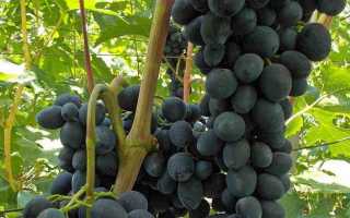 Виноград Черная Вишня: описание сорта, фото, видео, отзывы