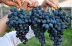 Виноград Осенний черный: описание сорта, правила выращивания и отзывы садоводов
