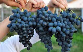Виноград Осенний черный: описание сорта, правила выращивания и отзывы садоводов