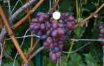 Виноград Шоколадный (Марадона): описание сорта, выращивание, отзывы садоводов