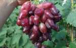 Виноград Перцовый красный: описание сорта, правила выращивания, отзывы садоводов