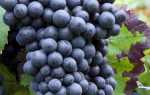 Виноград сорт Кадарка: описание, особенности выращивания, фото и видео садоводов